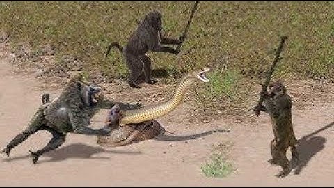 OMG! Capuchin Monkey Save Mouse From Banded Krait Snake Hunt   Amazing Python vs Big Cat