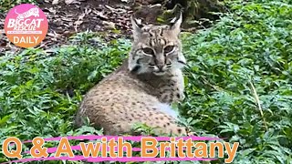 Big Cat Rescue LIVE Q&A with Brittany at Big Cat Rescue 08 10 2022