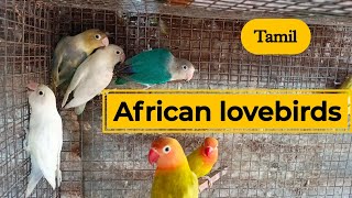 African lovebirds in tamil | lovebirds price and sale | Breeding and caring in தமிழ்| Nivash vlogs