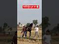 ਗੁਲਬਾਗ ਘੋੜਾ🐴#horse #viral #punjabi #trendinghashtags #animal