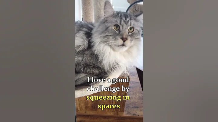 Video 11127811: gentle giant maine coon, maine coon meets, gentle giant cat