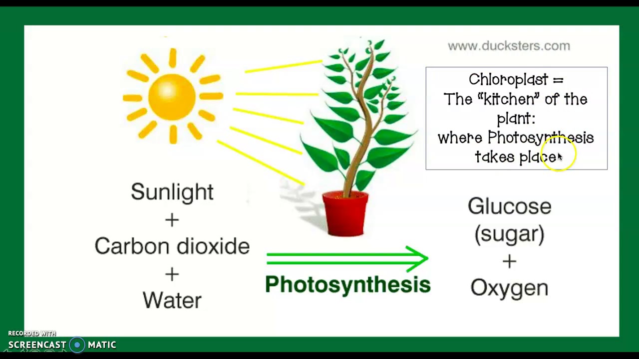 Алоэ фотосинтез. Фотосинтез на английском языке. Plant for presentation. Magnesium's involvement in Photosynthesis. Plants are friends.