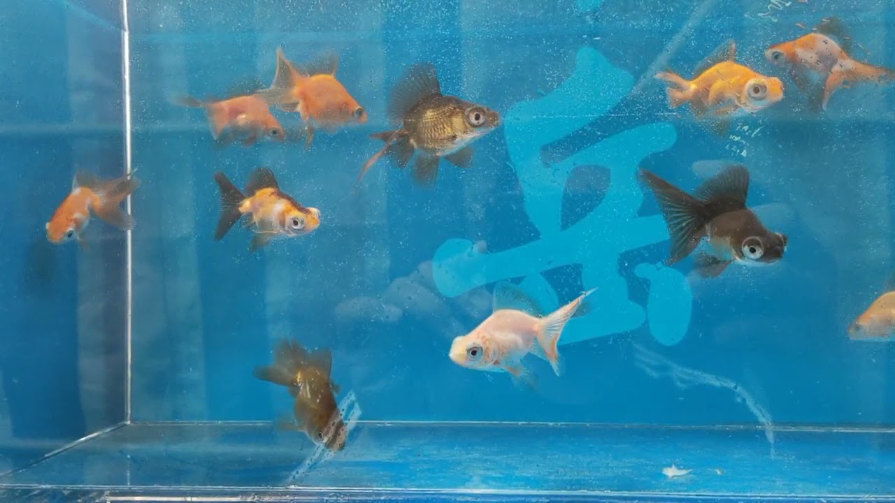小蝶尾 縮圖