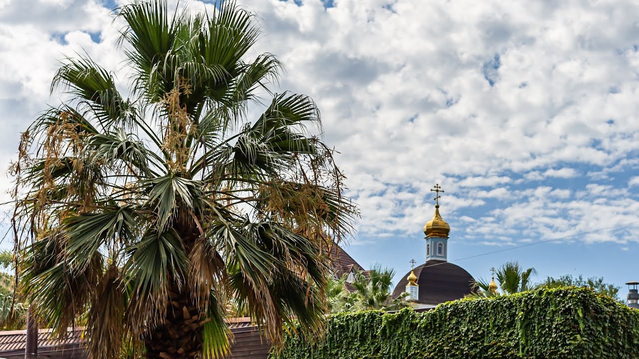 Пальмы в России, растут как сорняки. Лазаревское, море. Palm trees in Russia, grow like weeds. Sea.