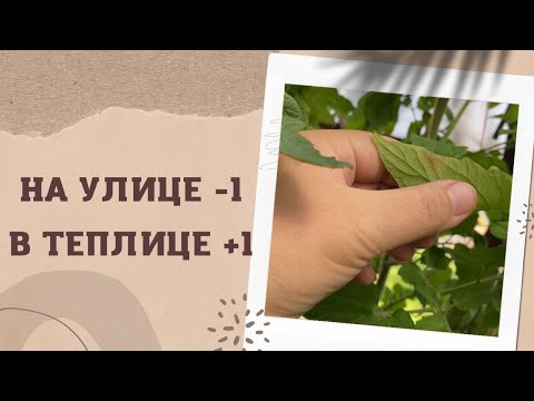 10 дней томаты в закрытой теплице!