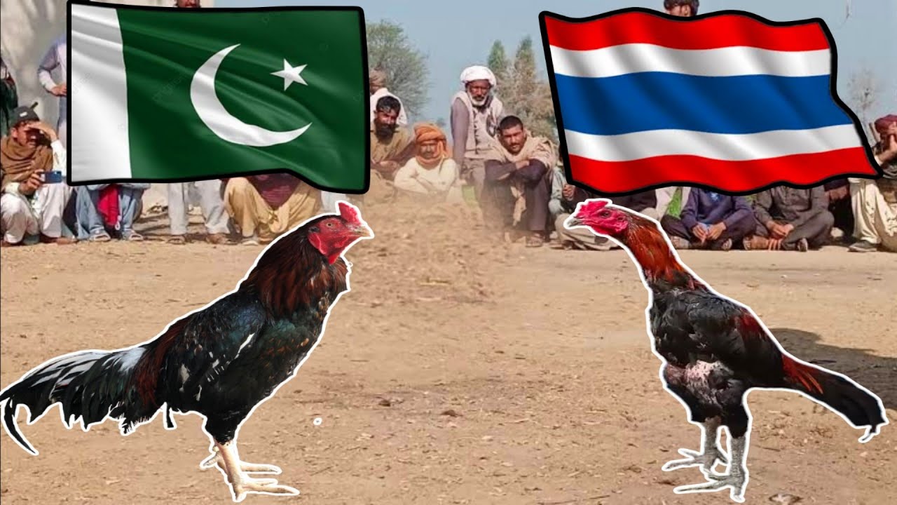 Thailand Aseel Chicken or Pakistani Mianwali Rooster 🔥 Thai Murgha Tyar krne ka tarika