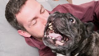 Confrontation | French Bulldog VS Owner