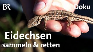 Zauneidechsen: Sammelaktion zum Schutz der Tiere | Zwischen Spessart & Karwendel | Doku | BR