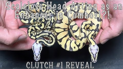 Insanely Clean Scaleless Head Combos!! 2021 Clutch #1 Reveal & Clutch #2 Egg Cutting!