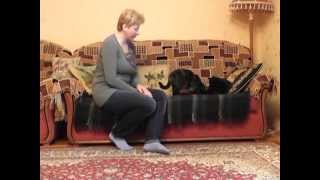 Домашние коты-инвалиды Домашние коты-инвалиды