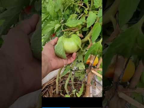 هذه هي التربة التي تجعل حجم الطماطم كبير وطول سيقانها مترين      