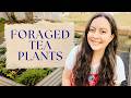 Foraging a Spring Tea Blend From Wild Plants (What's Actually Safe to Use)