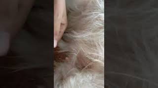 Let's remove dog fleas Vlog 5 #dog #fleas #dogfleas