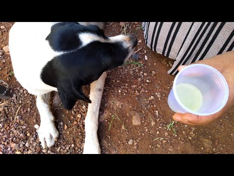 Vídeo: Um novo tratamento para animais de estimação com lipomas: lipoaspiração