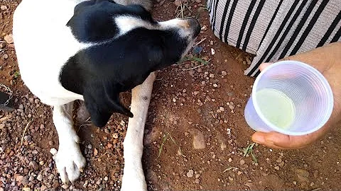 Faz mal cachorro comer babosa?