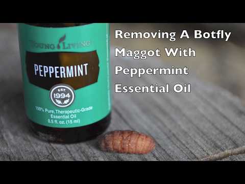 Removing A Botfly Maggot With Peppermint Essential Oil.