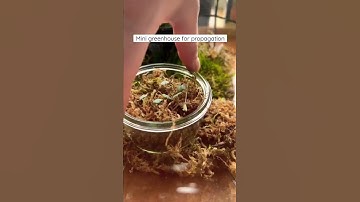 Thumbnail of DIY mini greenhouse for propagation  🌱 #shorts
