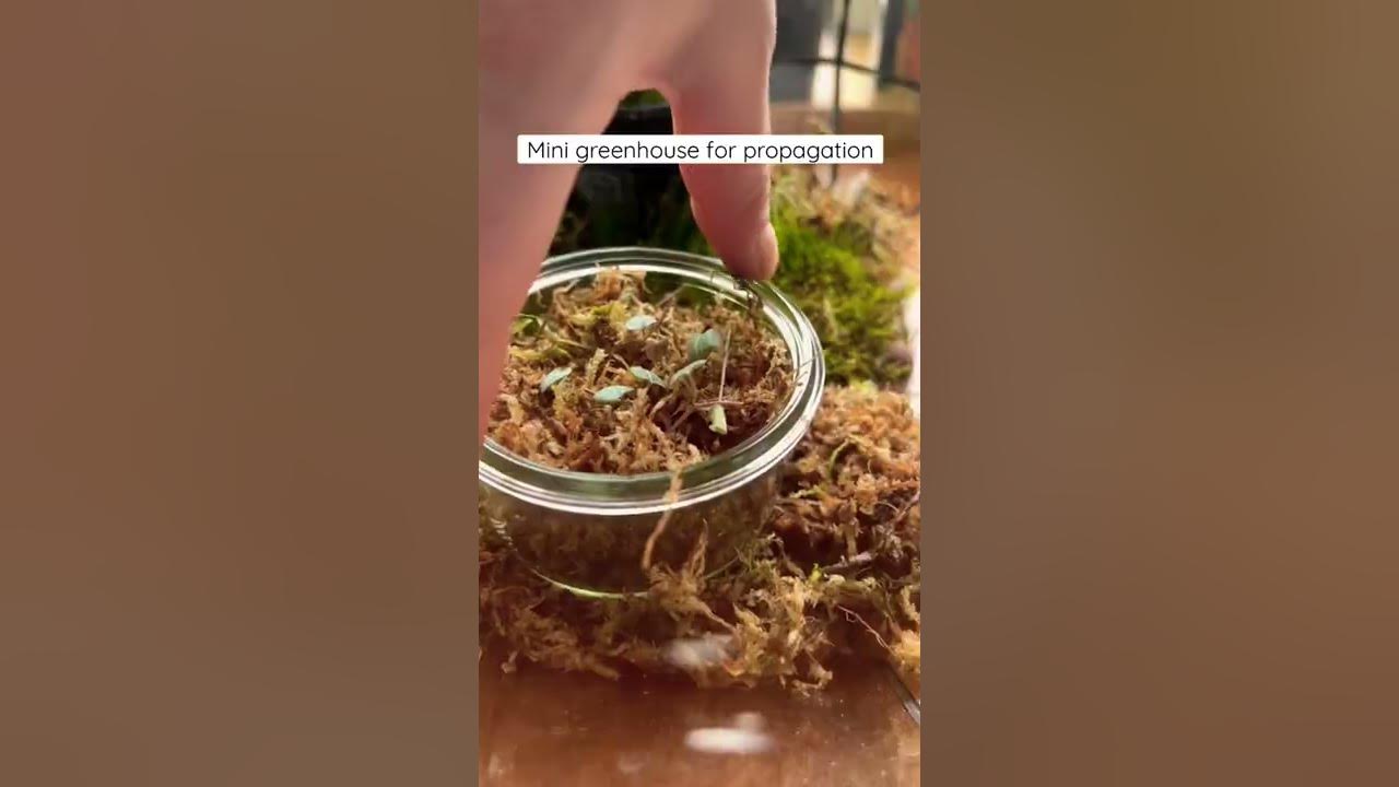 DIY mini greenhouse for propagation  🌱 #shorts