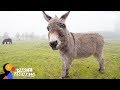 Donkey and Woman Who Both Lost Children Celebrate Their Emotional Journey | The Dodo Party Animals