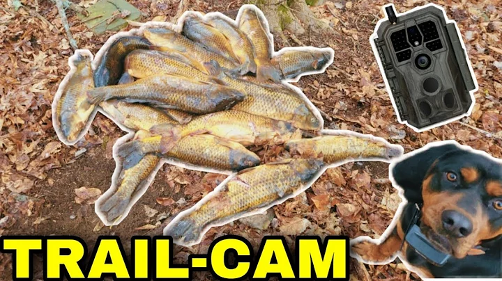 What Happens to a Pile of FISH Left in The Woods (YOU WON'T BELIEVE IT)