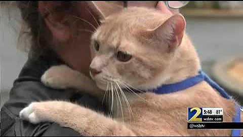 2 more shelters under quarantine after cats test positive for deadly virus