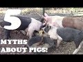 5 MYTHS ABOUT PIGS!?! Watch Before You Decide Not To Raise Pigs