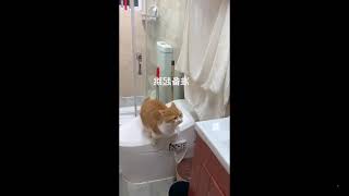 Funniest Cats 😹 Silliest Creature on Earth