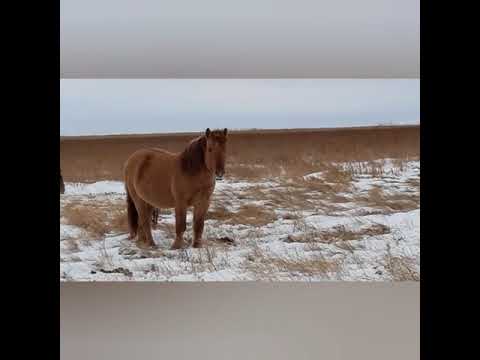 Бейне: Жылқыда афлатоксинмен улану