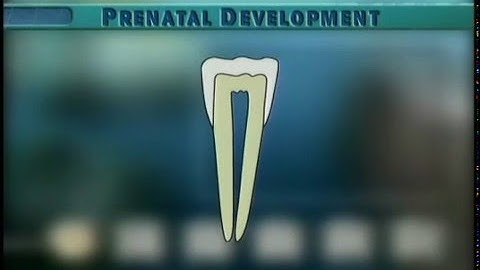 Clip 3: Formation of Mandibular Incisor
