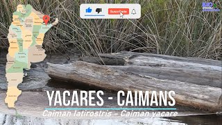 The yacares, crocodiles of Argentina. Los yacares, cocodrilos de Argentina.