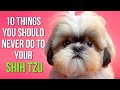 10 mistakes every shih tzu owner should avoid