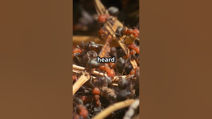How Ant Colonies Evacuate During Floods