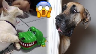 Funniest Animals 2024 😍 Best Funny Cats and Dogs Videos 😺🐶 Part 32 by Crazy Pets  19,245 views 1 month ago 30 minutes