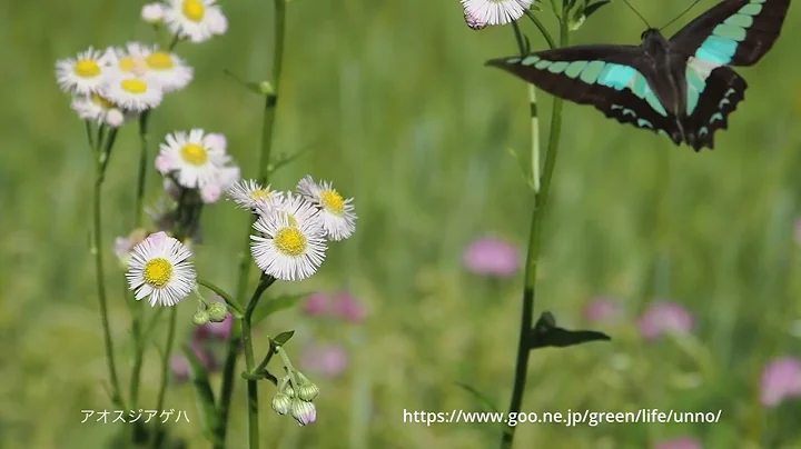 初夏の蝶70倍スローな世界　Butterflies in Flight 7species in SLOW MOTION - 天天要聞