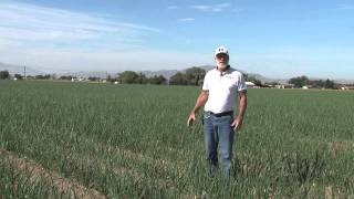 how to do onion plant sampling