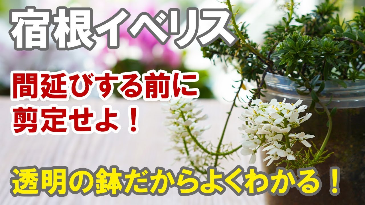 宿根イベリスの育て方 種が付き始めたらまず剪定 さらに咲かせていきます Youtube