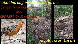 mikat burung puyuh tarun tarun hutan