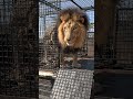 LION KING Uses The Ramp For The First Time Cat Fun Wildlife 