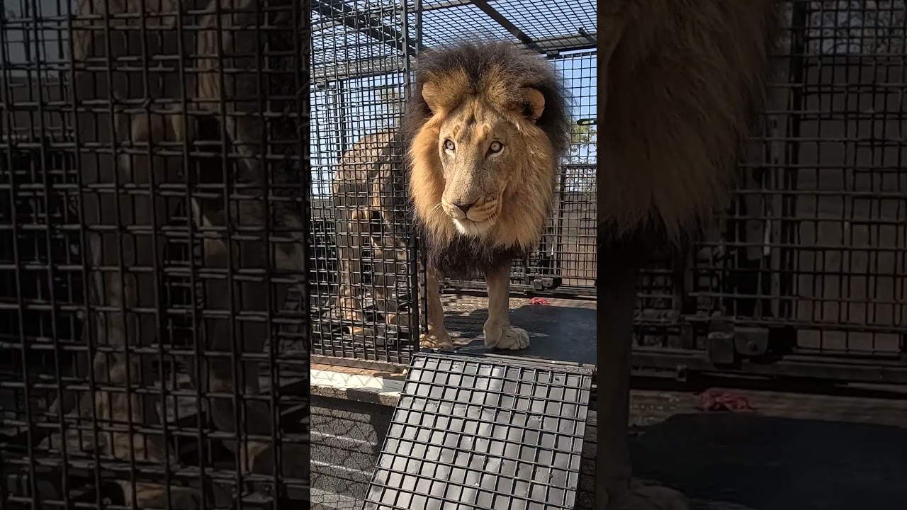 That Squirrel Is Security Heavy - Video