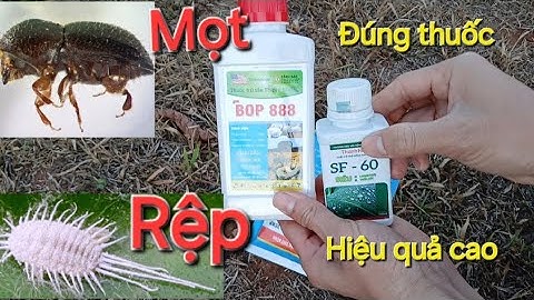 Rệp sáp, Mọt cành cà phê và cách chọn đúng thuốc hiệu quả cao. MV Nhân Trí