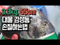 [대물 감성돔 회뜨는법] 낚시인들의 꿈 5짜 대물 감성돔! 55cm, 3.4kg 감성돔 손질. Black seabream sashimi.