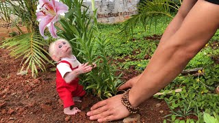 Monkey Bon and Dad planted flowers to beautify the garden