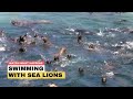 Swimming With Sea Lions In Peru Isla Palomino, Lima