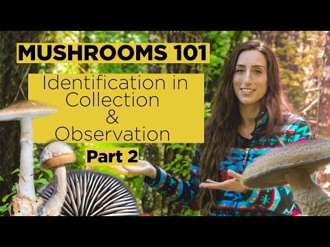 Mushrooms 101: Identification in Collection & Observation - Part 2