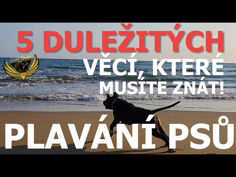 ROZHOVOR S PETREM *ČARYFUKEM* O PLAVÁNÍ PSŮ