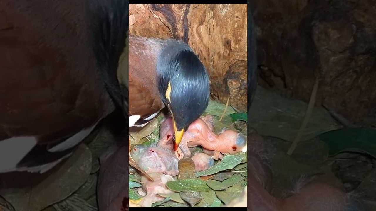 Injured Myna Bird With Bloody Beak Feeding Chicks (p4) 