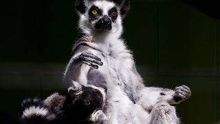 30 Fun Facts About Lemurs
