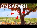 Could You ID These Animals on Safari?