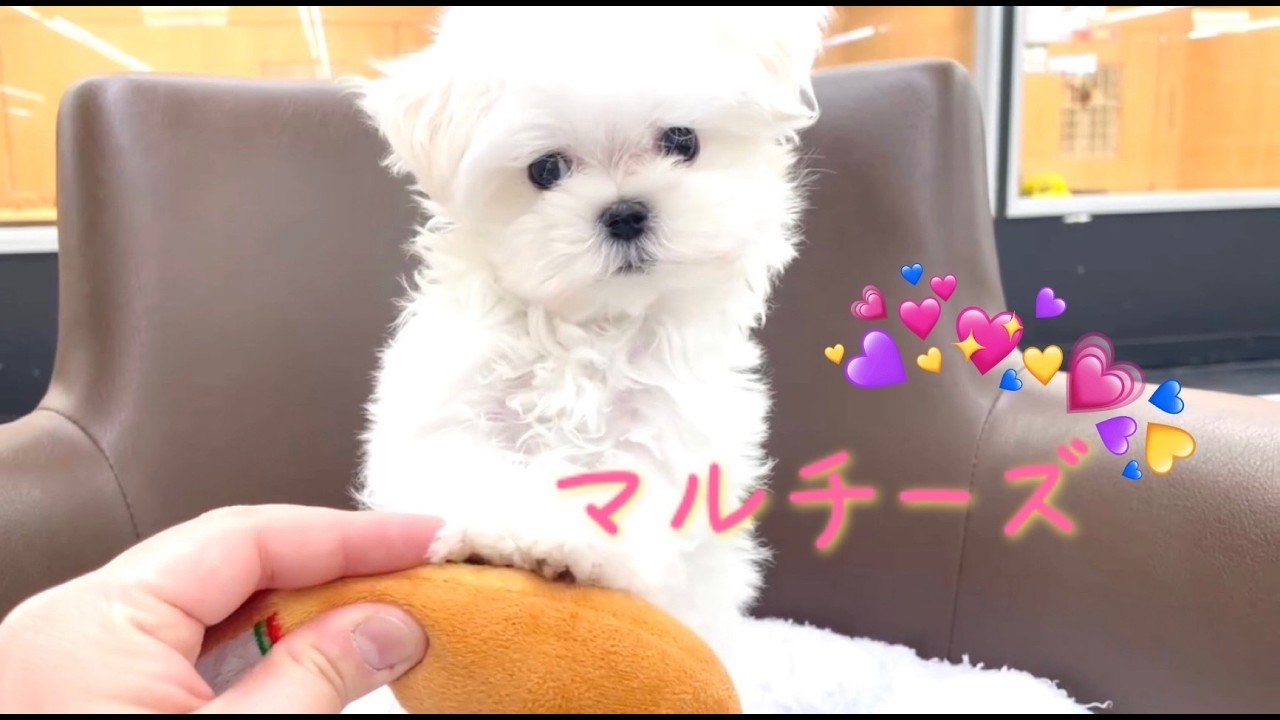 マルチーズ | ペットショップ マルワン 小さめ子犬 美形な子猫 初心者
