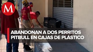 Protección Civil resguarda a perritos pitbull abandonados en el centro de Monterrey
